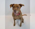 Small #10 Labrador Retriever Mix