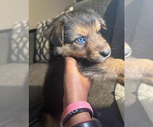 Australian Shepherd-German Shepherd Dog Mix Puppy for Sale in GREENSBORO, North Carolina USA