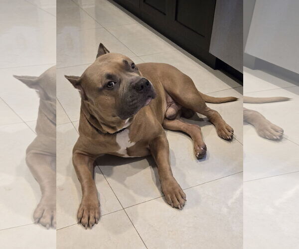 Medium Photo #2 American Staffordshire Terrier Puppy For Sale in Miami, FL, USA