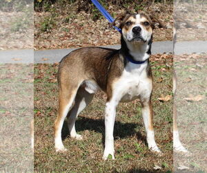 Siberian Husky-Unknown Mix Dogs for adoption in Prattville, AL, USA