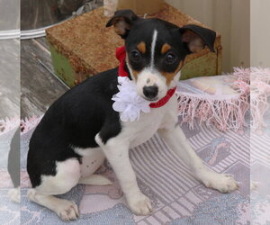Rat Terrier Dogs for adoption in Bandera, TX, USA