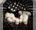 Small Photo #3 Goldendoodle (Miniature) Puppy For Sale in ASHBY, MN, USA