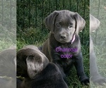 Puppy Puppy 1 Labrador Retriever