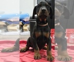 Puppy Oscar Doberman Pinscher