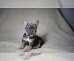 Small Photo #1 French Bulldog Puppy For Sale in DEERFIELD BEACH, FL, USA