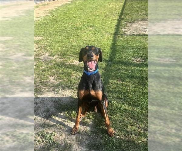 Medium Photo #1 Doberman Pinscher Puppy For Sale in Riverside, CA, USA