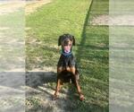 Small Doberman Pinscher