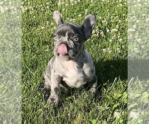 French Bulldog Litter for sale in LAPEER, MI, USA