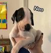 Small Photo #1 Great Dane Puppy For Sale in CHEHALIS, WA, USA