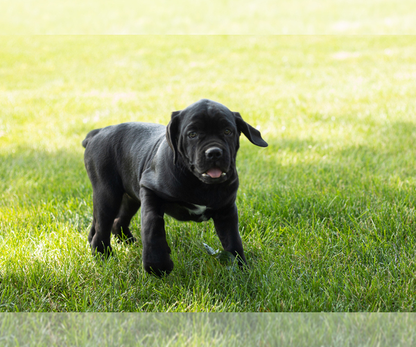 Medium Photo #4 Cane Corso Puppy For Sale in WAKARUSA, IN, USA