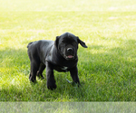 Small #3 Cane Corso