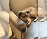 Small #4 Chihuahua Mix