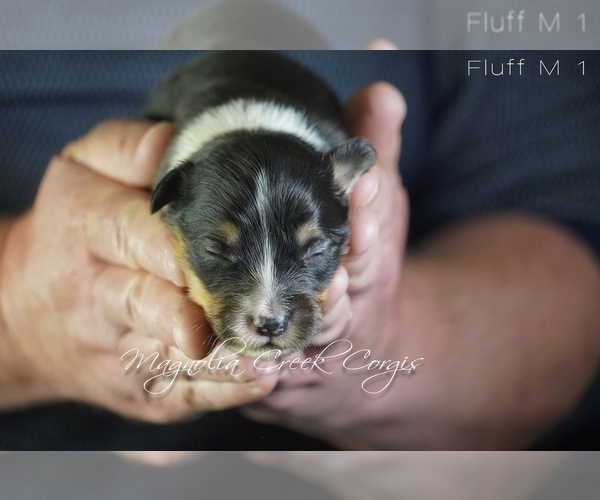 Medium Photo #2 Pembroke Welsh Corgi Puppy For Sale in CRESTVIEW, FL, USA