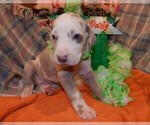 Small #2 Great Dane
