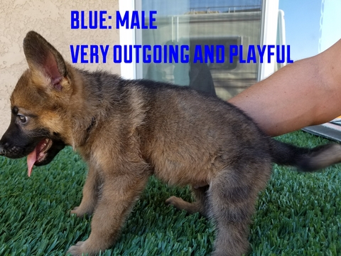 Medium Photo #1 German Shepherd Dog Puppy For Sale in APPLE VALLEY, CA, USA