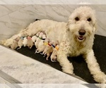 Small Goldendoodle-Poodle (Standard) Mix