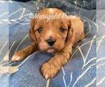 Puppy 3 Cavapoo