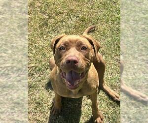 Mastiff-Unknown Mix Dogs for adoption in Riverside, CA, USA