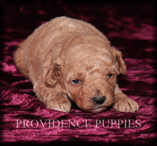 Medium Photo #7 Poodle (Miniature) Puppy For Sale in COPPOCK, IA, USA
