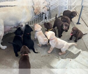 Labrador Retriever Puppy for sale in WHITTIER, CA, USA