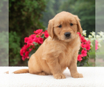 Small #4 Golden Retriever