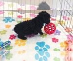 Small #2 Yorkipoo