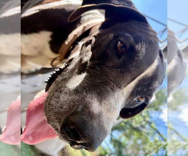 Medium Photo #3 Great Dane Puppy For Sale in Bullard, TX, USA