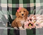 Small Photo #3 Goldendoodle Puppy For Sale in OXFORD, PA, USA