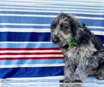 Small Photo #2 Labradoodle Puppy For Sale in LANCASTER, PA, USA