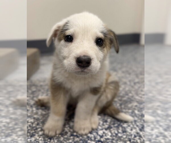 Medium Photo #3 Mutt Puppy For Sale in Bemidji, MN, USA