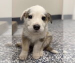 Small Photo #3 Mutt Puppy For Sale in Bemidji, MN, USA