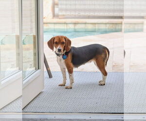 Beagle Dogs for adoption in Tampa, FL, USA