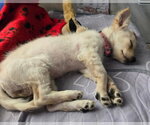 Small #1 Mutt