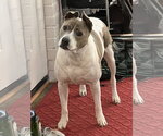Blue - Female Jack Russell Terrier-Staffordshire Bull Terrier Mix Dog for Adoption - Small photo