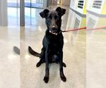 Small #2 Labrador Retriever Mix
