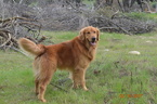 Small Photo #2 Golden Retriever Puppy For Sale in FRESNO, CA, USA