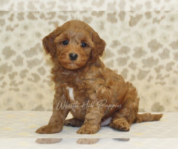 Medium Photo #1 Cavapoo Puppy For Sale in DENVER, PA, USA