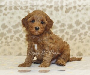 Cavapoo Puppy for sale in DENVER, PA, USA