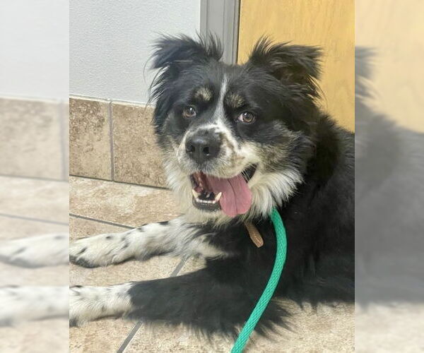 Medium Photo #20 Australian Shepherd-Unknown Mix Puppy For Sale in Houston, TX, USA