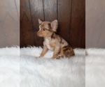 Small Photo #6 Chihuahua Puppy For Sale in INDIANAPOLIS, IN, USA