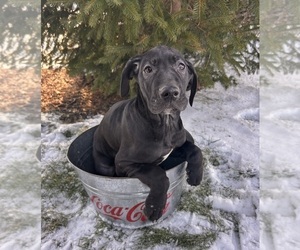 Great Dane Puppy for sale in MIDDLEBURY, IN, USA