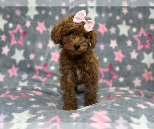 Medium Photo #5 Poodle (Toy) Puppy For Sale in LAKELAND, FL, USA