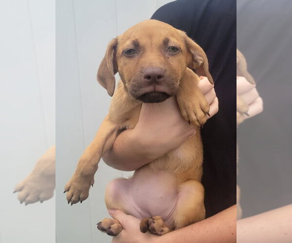 Medium Photo #2 Dachsador Puppy For Sale in Pompano Beach , FL, USA