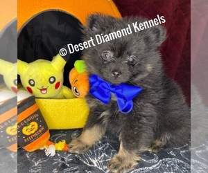 Pomeranian Puppy for sale in HI VISTA, CA, USA