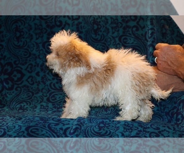 Medium Photo #16 Goldendoodle (Miniature) Puppy For Sale in DYERSBURG, TN, USA