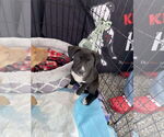 Small #5 American Pit Bull Terrier Mix