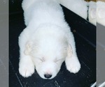 Small Photo #10 Great Pyrenees Puppy For Sale in MYAKKA CITY, FL, USA