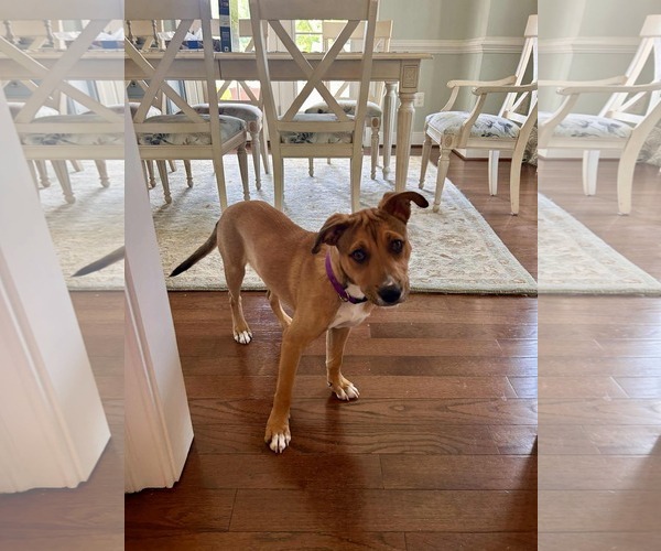 Medium Photo #11 Carolina Dog-Unknown Mix Puppy For Sale in Derwood, MD, USA