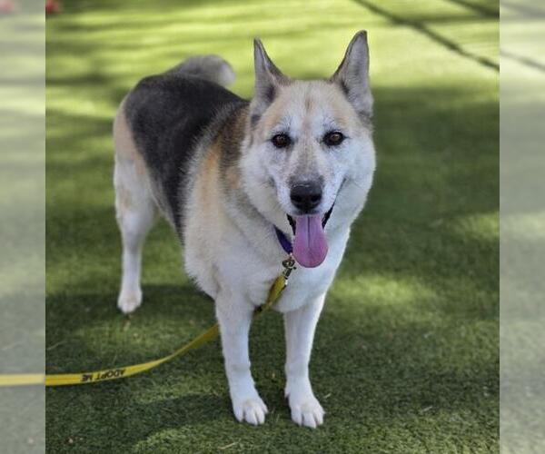 Medium Photo #3 German Shepherd Dog-Unknown Mix Puppy For Sale in Las Vegas, NV, USA