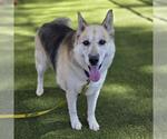 Small #2 German Shepherd Dog Mix